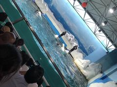 -秦皇岛乐岛海洋王国