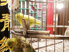 鹦鹉-真地道京味府·鲜橙烤鸭·北京菜(朝外大街东大桥店)