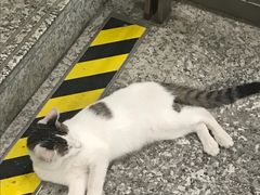 -王二甩老木子鸡(江湾店)