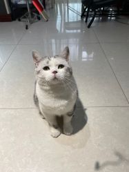 -众刺纹画·纹身·穿孔饰品·海娜定制