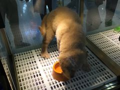 -乐宠宠物店(世纪金源店)