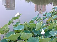 -莲花池公园