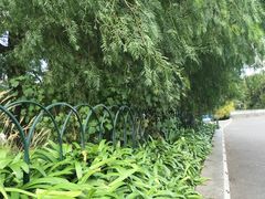 -墨尔本皇家植物园