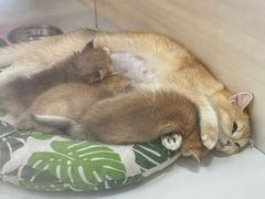 -青奢宠物·青奢猫舍