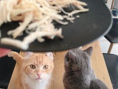 -平行世界·猫咖(首经贸店)