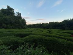 -大屏嶂森林公园
