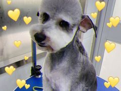 -佳雯宠物医院(金华南路分院)