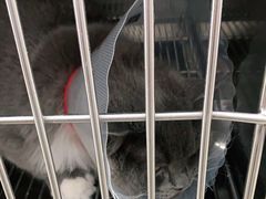 -宠福鑫康馨动物医院·骨科·眼科