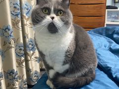 -Bastet sally猫舍购宠(静安店)
