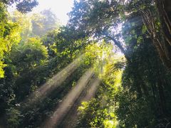 -莫里热带雨林景区