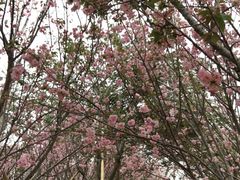 -天适樱花悠乐园