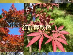 -广州市帽峰山景区