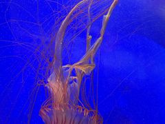 -上海海洋水族馆