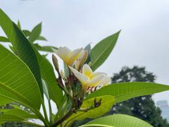 -荔湾湖公园