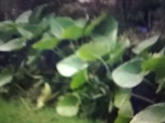 -三圣花乡旅游区