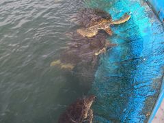 -广东惠东海龟国家级自然保护区