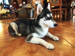 -more than meow吴止猫主题餐厅(承德 中船汇店)