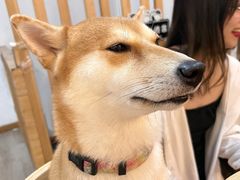 -柴迷FANS CLUB·柴犬狗咖·猫咖