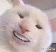 -翊宠yipet猫狗购宠庄园犬舍•猫舍