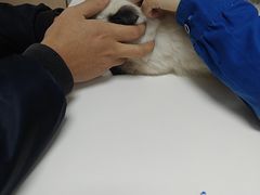 -谐和贝康宠物医院24小时·宠保定点(急重症转诊中心)