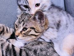 -纳吉亚猫专科动物医院博雅分院