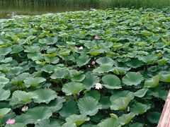 -长春市南湖公园