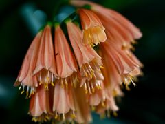 -墨尔本皇家植物园