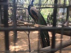 -石家庄市动物园