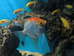 -海合安武汉极地海洋公园