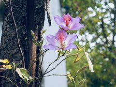 -中国科学院华南植物园