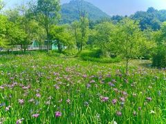 -西湖风景区-江洋畈生态公园
