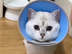 -北京观赏动物医院·24小时大型综合·猫专科·异宠专科
