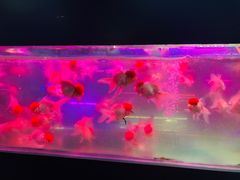 -苏州艺都古玩花鸟市场
