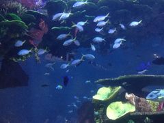 -迪拜帆船酒店海底餐厅