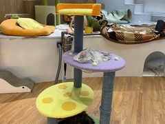 -COLOR PETS 撸猫馆·购猫·猫咖(长风大悦城店)