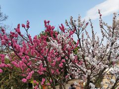-洛龙公园