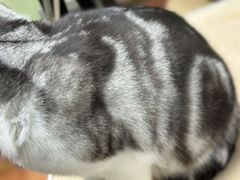 -鑫艺宠物美容培训学校