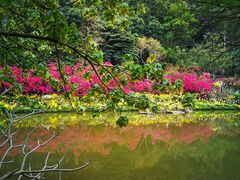 -深圳仙湖植物园