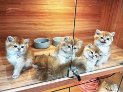 -猫十亿·布偶金渐层·曼基康矮脚猫舍(青年路店)