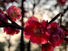 -青枫公园