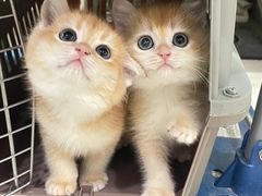 -lincat·猫舍(广州店)