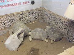 -上海大自然野生昆虫馆(东方明珠·爬宠昆虫探索中心)