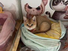 -糯米喵星人总部直营旗舰店·猫舍·幼猫出售