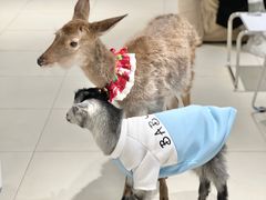 -怪兽屋·羊驼·猫咖·狗咖(俊华广场店)