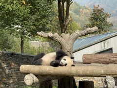 -卧龙中华大熊猫苑神树坪基地
