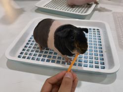 -Moni星球萌宠·小马宝莉·灵蛇·高端高阶全萌宠互动体验俱乐部(红豆国际广场店)