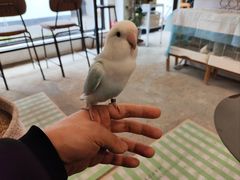 -吉丁鸟咖·异宠·寄养
