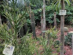 -呀路古热带植物园