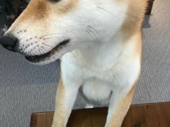 -柴源莊·柴小宠柴犬咖啡