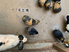 -海南热带野生动植物园